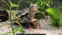国龟中最便宜的龟之中华花龟珍珠龟