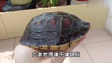 养了9年的黄缘盒龟闭壳后越看越像鼠标，非常神奇的物种