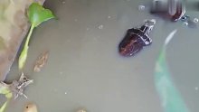 原来水箭龟是真的！！！！
