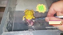 角蛙一口干在镊子上！超凶【爬宠阁】