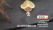 乌龟只剩下乌龟壳【爬宠阁】