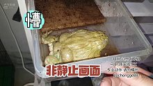 蛙哥没了！心态爆炸！【爬宠阁】
