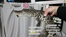 上绝活了！徒手抓鳄鱼！【爬宠阁】