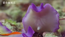 海洋生物如何传续香火