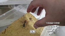 手盘永动机，阁主差点去世【爬宠阁】