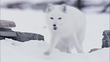白色世界的精灵-北极狐