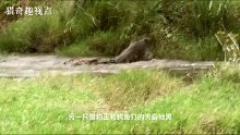 看陆地速度冠军猎豹被鳄鱼咬住尾巴后的狼狈样