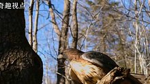 老鹰和松鼠之间的捉迷藏游戏
