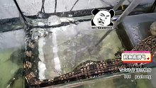 鳄鱼也有脾气的！哼哼哼！【爬宠阁】