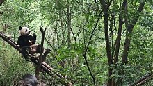 吃东西的大熊猫