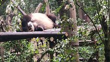休息的大熊猫