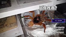 超凶蜘蛛突袭吓得阁主一哆嗦【爬宠阁】