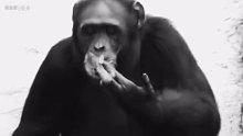 抽烟怎么能少了我猩猩哥