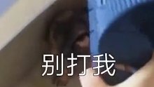 啊别打，别打我，别打？