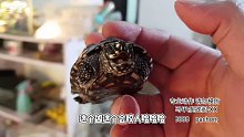 今天把小乌龟抓出来看看【爬宠阁】