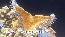 看海星了！【爬宠阁】