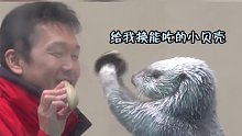 海獭：表演这么卖力小贝壳呢
