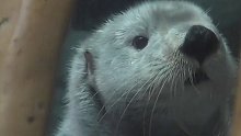 第一次来到陆地的小海獭，面对陌生的环境，茫然的样子太让人心疼了叭