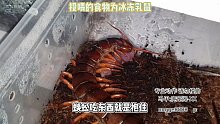 超凶蜈蚣吓得阁主一哆嗦【爬宠阁】
