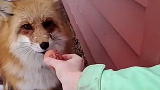 俄罗斯小姐姐喂了一只小狐狸，小狐狸一看到她就笑