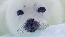 “永远热泪盈眶”的极地小海豹，咬它一口应该会哭很久吧