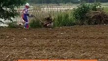 没有小怪兽，奥特曼也得耕地生活