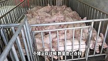卖猪热季：昨天卖了1500头仔猪，跟我看卖猪现场吧