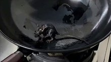 这老鼠真是太惨了，油锅里出不来