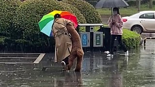 狗狗：要不我還是淋雨吧