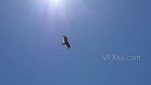 老鹰遨游在高空中飞来飞去-实拍视频