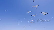 蔚蓝天空海鸥鸟群展翅飞扬-实拍视频