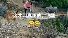 这才是真正的飞鸡吗？