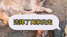 狗狗认为自己没有用了，成了家里的负担，选择了出走，找了三天才找回来