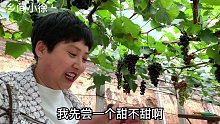 大棚里真热闹，葡萄垂涎欲滴，金黄的油桃，一咬爆汁，好吃极了