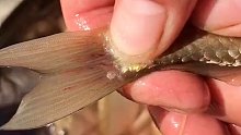 刚刚钓野生鲫鱼,尾巴里隐藏着好多寄生虫
