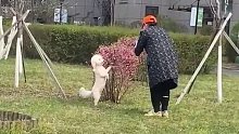 奶奶带大的狗狗有多会拍照