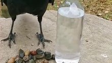 随着时代的进步，乌鸦更聪明了