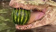 鳄鱼吃西瓜