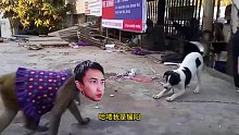 二郎神大战哮天犬