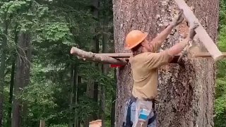 这伐木是什么水平？？