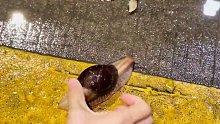 这不是本土蜗牛吧？这么大