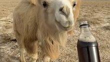 给旁边的骆驼也来一瓶！