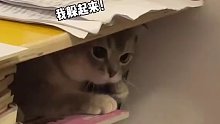 报告！猫猫教成功占领人类抽屉！拯救了一个晚自习的无聊人类！