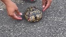 国外网友救助了只乌龟，乌龟毁容遍的emo，网友悉心照料每天给它穿新衣服