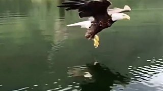 钓鱼钓了只鹰