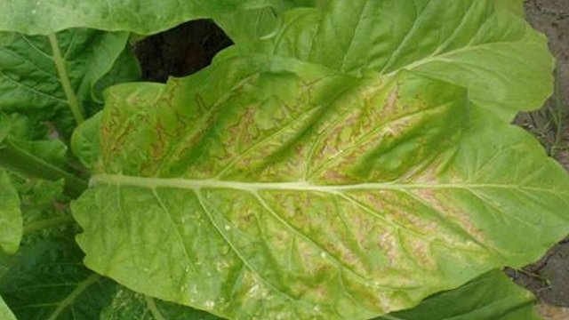 认清烟草黄瓜花叶病毒病传染源