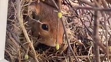 松鼠在窗外做窝，生了一堆宝宝！