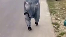 这衣服真有人敢设计  关键还真有人穿