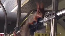 公交车上偶遇一只大松鼠