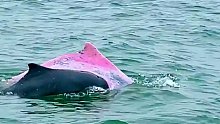 粉色海豚你见过吗？